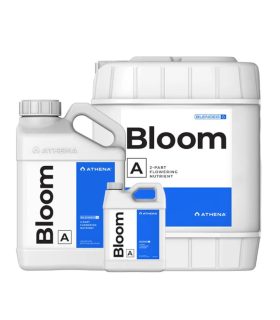 Athena Bloom Athena